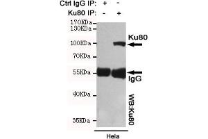 Immunoprecipitation (IP) image for anti-X-Ray Repair Complementing Defective Repair in Chinese Hamster Cells 5 (Double-Strand-Break Rejoining) (XRCC5) antibody (ABIN6241745)