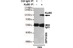 Immunoprecipitation analysis of Hela cell lysates using Ku80 mouse mAb. (XRCC5 Antikörper)