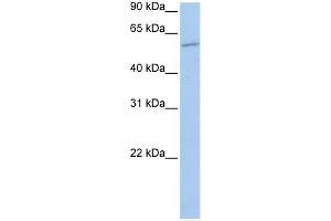 WB Suggested Anti-MBOAT1 Antibody Titration:  0. (MBOAT1 Antikörper  (N-Term))