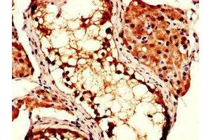 Immunohistochemistry of paraffin-embedded human testis tissue using ABIN7148503 at dilution of 1:100 (COPS7B Antikörper  (AA 1-157))