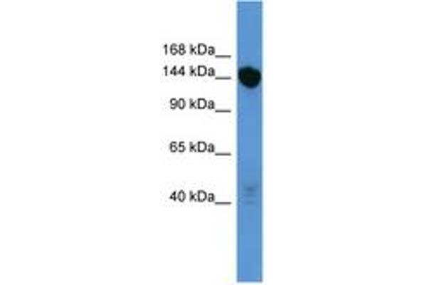 Basonuclin 2 Antikörper  (C-Term)