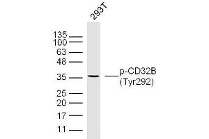 Human 293T cells probed with CD32B(Tyr292) Polyclonal Antibody, unconjugated  at 1:300 overnight at 4°C followed by a conjugated secondary antibody at 1:10000 for 90 minutes at 37°C. (FCGR2B Antikörper  (pTyr292))