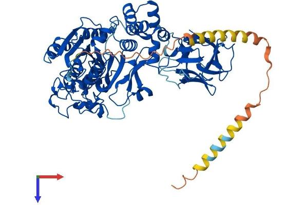 GALNT6 Protein (AA 1-622) (His tag)