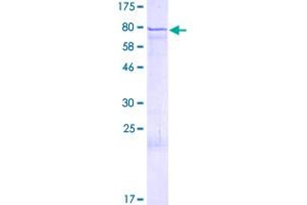 ZNF136 Protein (AA 1-540) (GST tag)