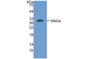 Western blot analysis of recombinant Mouse MFGE8. (MFGE8 Antikörper  (AA 159-417))