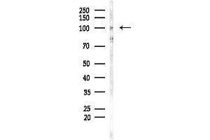 Western blot analysis of lysates from Mouse testis, using Smoothelin Antibody at 1/1000 dilution.