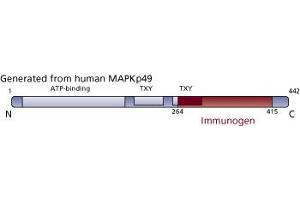 Image no. 4 for anti-JNK/SAPK1 (Pan) (AA 264-415) antibody (ABIN968075)