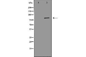 Western blot analysis of Hela whole cell lysates, using MCM7 Antibody. (MCM7 Antikörper  (Internal Region))