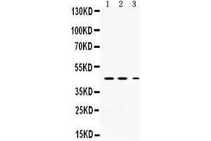 Western Blotting (WB) image for anti-serpin Peptidase Inhibitor, Clade I (neuroserpin), Member 1 (SERPINI1) (AA 272-310), (C-Term) antibody (ABIN3043332)