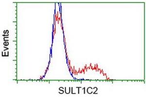 HEK293T cells transfected with either RC202775 overexpress plasmid (Red) or empty vector control plasmid (Blue) were immunostained by anti-SULT1C2 antibody (ABIN2454410), and then analyzed by flow cytometry. (SULT1C2 Antikörper)