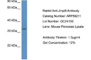 Western Blotting (WB) image for anti-Jumonji Domain Containing 8 (JMJD8) (C-Term) antibody (ABIN2787593) (JMJD8 Antikörper  (C-Term))