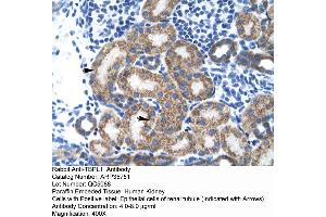 Human kidney (TBPL1 Antikörper  (Middle Region))