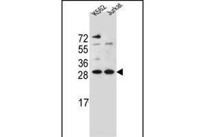 HMG1L10 Antibody (N-term) (ABIN656128 and ABIN2845469) western blot analysis in K562,Jurkat cell line lysates (35 μg/lane). (HMG1L10 Antikörper  (N-Term))
