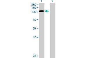 Western Blot analysis of GNL2 expression in transfected 293T cell line by GNL2 MaxPab polyclonal antibody.