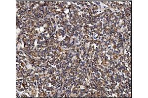 IHC analysis of POGLUT1 using anti-POGLUT1 antibody (ABIN7602910). (POGLUT1 Antikörper  (C-Term))