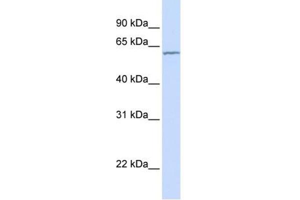CES5A Antikörper  (N-Term)