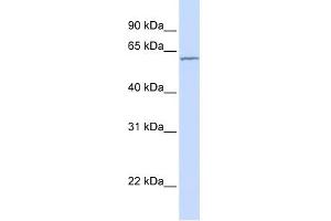 Carboxylesterase 7 antibody used at 1 ug/ml to detect target protein.