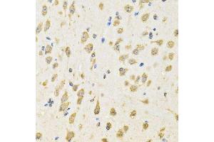 Immunohistochemistry of paraffin-embedded mouse brain using PTPRE antibody. (PTPRE Antikörper  (AA 20-200))