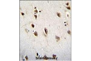 MSI1 Antibody (N-term) (ABIN655905 and ABIN2845305) immunohistochemistry analysis in formalin fixed and paraffin embedded human brain tissue followed by peroxidase conjugation of the secondary antibody and DAB staining. (MSI1 Antikörper  (N-Term))