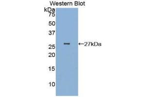 Western Blotting (WB) image for anti-Poliovirus Receptor-Related 2 (Herpesvirus Entry Mediator B) (PVRL2) (AA 83-291) antibody (ABIN1860376) (PVRL2 Antikörper  (AA 83-291))