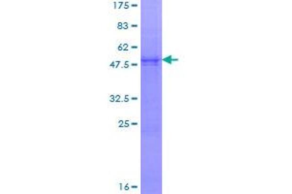 NDUFS8 Protein (AA 1-210) (GST tag)