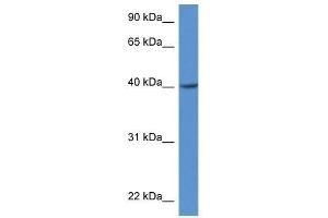 anti-Zinc Finger, DHHC-Type Containing 11 (ZDHHC11) (Middle Region) antibody