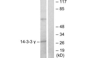 Western Blotting (WB) image for anti-14-3-3 gamma (YWHAG1) (Internal Region) antibody (ABIN1850146) (14-3-3 gamma Antikörper  (Internal Region))