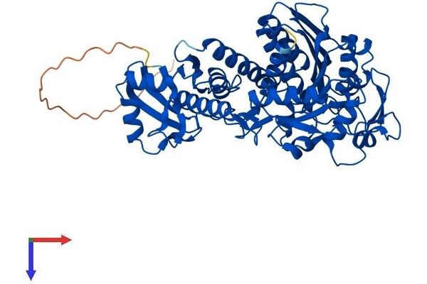 LAP3 Protein (AA 1-519) (His tag)