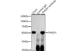 Immunoprecipitation analysis of 300 μg extracts of HeLa cells using 3 μg PHGDH antibody (ABIN6132486, ABIN6145554, ABIN6145555 and ABIN6214726). (PHGDH Antikörper  (AA 264-533))
