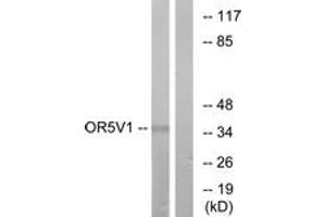 Western Blotting (WB) image for anti-Olfactory Receptor, Family 5, Subfamily V, Member 1 (OR5V1) (AA 241-290) antibody (ABIN2891037) (OR5V1 Antikörper  (AA 241-290))