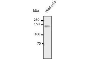 CD31 Antikörper  (C-Term)