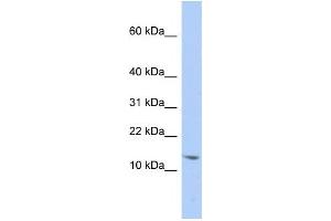 Western Blotting (WB) image for anti-Small Nuclear Ribonucleoprotein D2 Polypeptide 16.5kDa (SNRPD2) antibody (ABIN2458511) (SNRPD2 Antikörper)