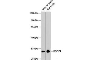 Western blot analysis of extracts of various cell lines using ROGDI Polyclonal Antibody at dilution of 1:3000. (ROGDI Antikörper)