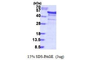 SDS-PAGE (SDS) image for Y Box Binding Protein 1 (YBX1) (AA 1-324) protein (His tag) (ABIN5853939) (YBX1 Protein (AA 1-324) (His tag))