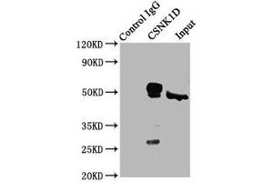 Immunoprecipitating CSNK1D in Hela whole cell lysate Lane 1: Rabbit control IgG (1 μg) instead of ABIN7146858 in Hela whole cell lysate.