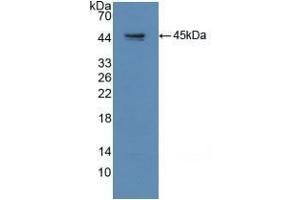 Detection of Recombinant GAP43, Human using Polyclonal Antibody to Growth Associated Protein 43 (GAP43) (GAP43 Antikörper  (AA 1-274))