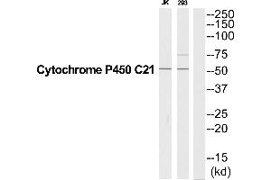 Western blot analysis of extracts from Jurkat/293 cells, using CYP21A2 antibody. (CYP21A2 Antikörper  (C-Term))