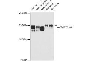 Western blot analysis of extracts of various cell lines, using CD117/c-Kit antibody (ABIN6133454, ABIN6142896, ABIN6142898 and ABIN6213818) at 1:500 dilution. (KIT Antikörper  (AA 25-295))