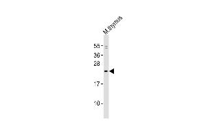 Anti-Mouse Gins1 Antibody (C-term) at 1:2000 dilution + mouse thymus lysates Lysates/proteins at 20 μg per lane. (GINS1 Antikörper  (C-Term))