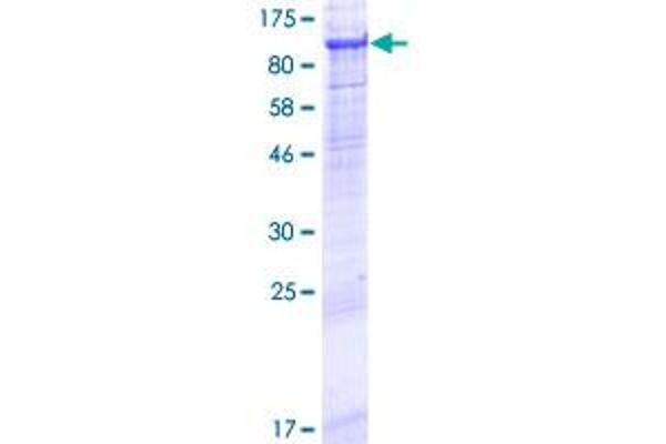 MMEL1 Protein (AA 1-779) (GST tag)