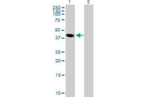 Western Blot analysis of LOC170082 expression in transfected 293T cell line by LOC170082 MaxPab polyclonal antibody. (TCEANC Antikörper  (AA 1-351))