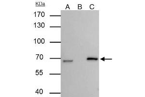 IP Image Lamin B2 antibody [N3C2], Internal immunoprecipitates Lamin B2 protein in IP experiments. (Lamin B2 Antikörper)