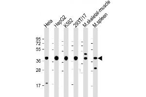 Western Blot at 1:2000 dilution Lane 1: Hela whole cell lysate Lane 2: HepG2 whole cell lysate Lane 3: K562 whole cell lysate Lane 4: 293T/17 whole cell lysate Lane 5: mouse skeletal muscle lysate Lane 6: mouse spleen lysate Lysates/proteins at 20 ug per lane. (PCBP1 Antikörper  (AA 188-217))