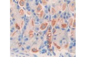 IHC-P analysis of Mouse Tissue, with DAB staining. (Chitotriosidase 1 Antikörper  (AA 210-464))