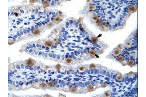 Image no. 1 for anti-Minichromosome Maintenance Complex Component 6 (MCM6) (C-Term) antibody (ABIN202926) (MCM6 Antikörper  (C-Term))