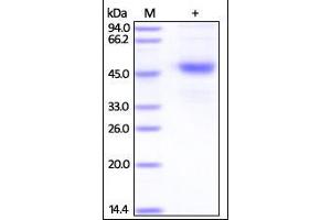 SDS-PAGE (SDS) image for Tetraspanin 26 (TSPAN26) (AA 113-240) protein (Fc Tag) (ABIN2180765)