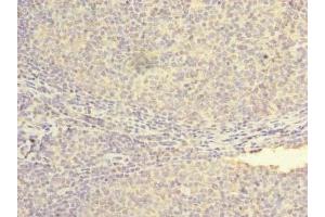 Immunohistochemistry of paraffin-embedded human tonsil tissue using ABIN7162035 at dilution of 1:100