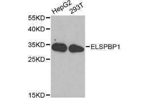 Western blot analysis of extracts of various cell lines, using ELSPBP1 antibody (ABIN1872524) at 1:1000 dilution. (ELSPBP1 Antikörper)