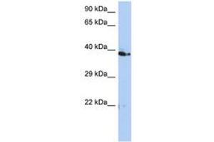 Image no. 1 for anti-CDK2-Associated, Cullin Domain 1 (CACUL1) (C-Term) antibody (ABIN6743731) (CACUL1 Antikörper  (C-Term))