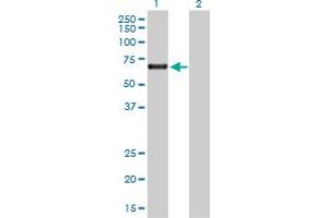 Western Blot analysis of ACD expression in transfected 293T cell line by ACD MaxPab polyclonal antibody. (ACD Antikörper  (AA 1-544))